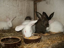 Prodej králíků na chov a dokrmení